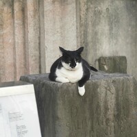 Gato do Museu